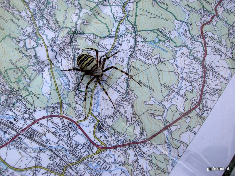 Spinnenangriff in der Weststeiermark