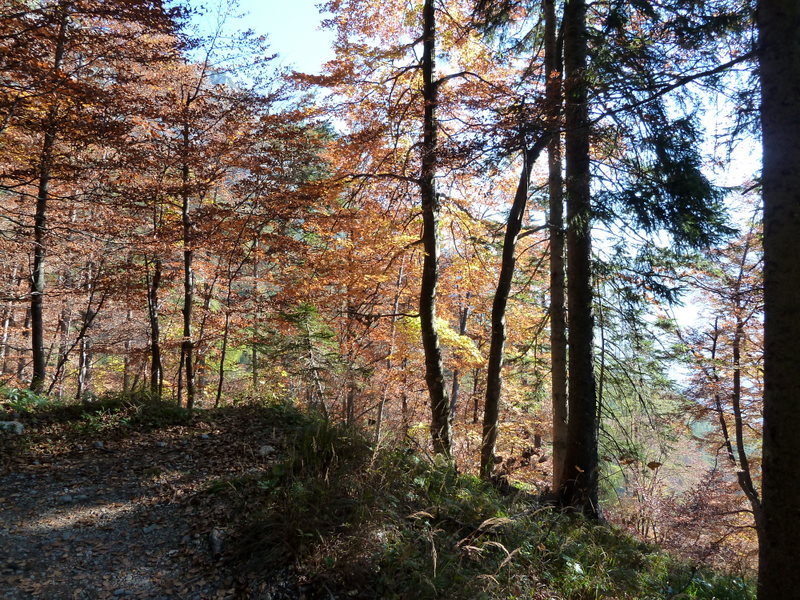 Herrlicher Herbstwald