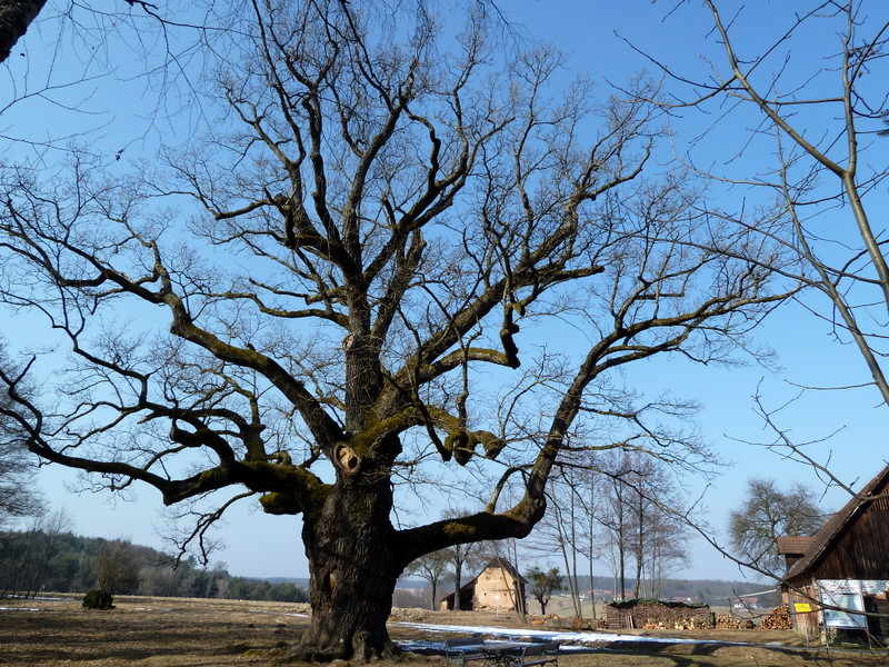 Die "1000-Jährige Eiche" bei Bierbaum (angeblich 1200 Jahre alt)
