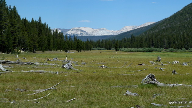 Meadow in Lyell Canyon