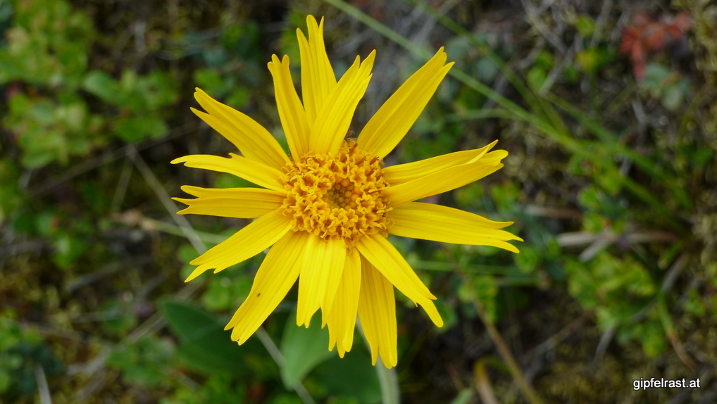 Blüte der geschützten Echten Arnika (Arnica montana)