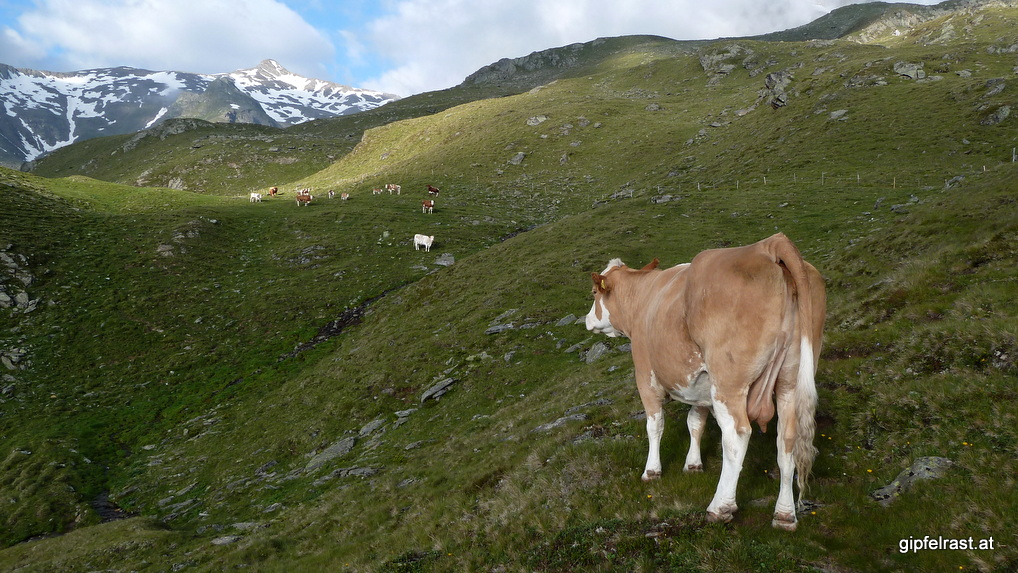 Blick zum Zischgeles (3003m) sowie auf einen Rinderarsch