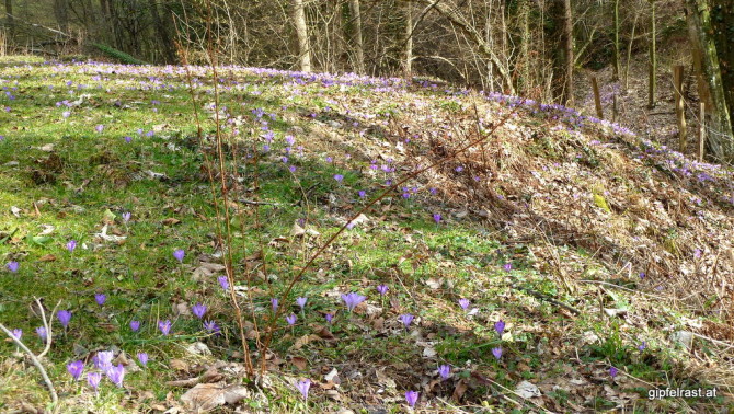 Zumindest auf dieser Wiese ist der Frühling schon angekommen!