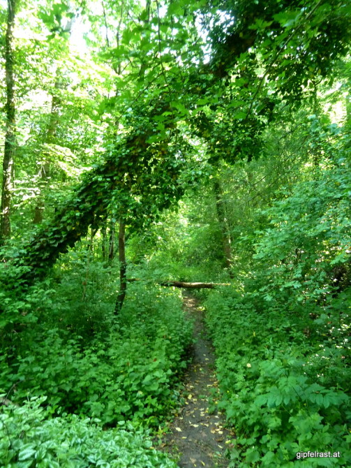 Durch den Großstadtdschungel